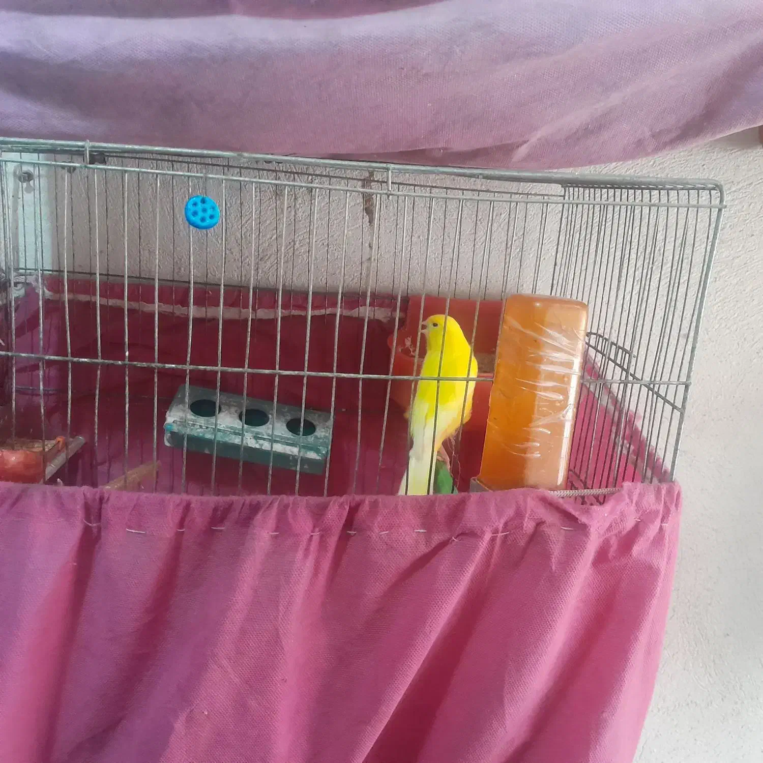 جفت قناری روتخم|پرنده|الوند, |دیوار