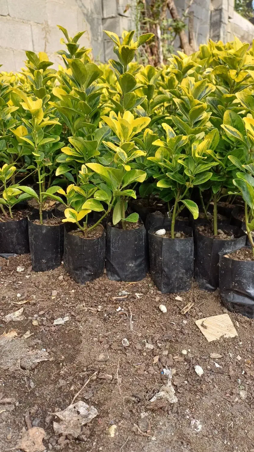 شمشاد طلایی|خدمات باغبانی و درختکاری|بندر انزلی, چهارفریضه|دیوار