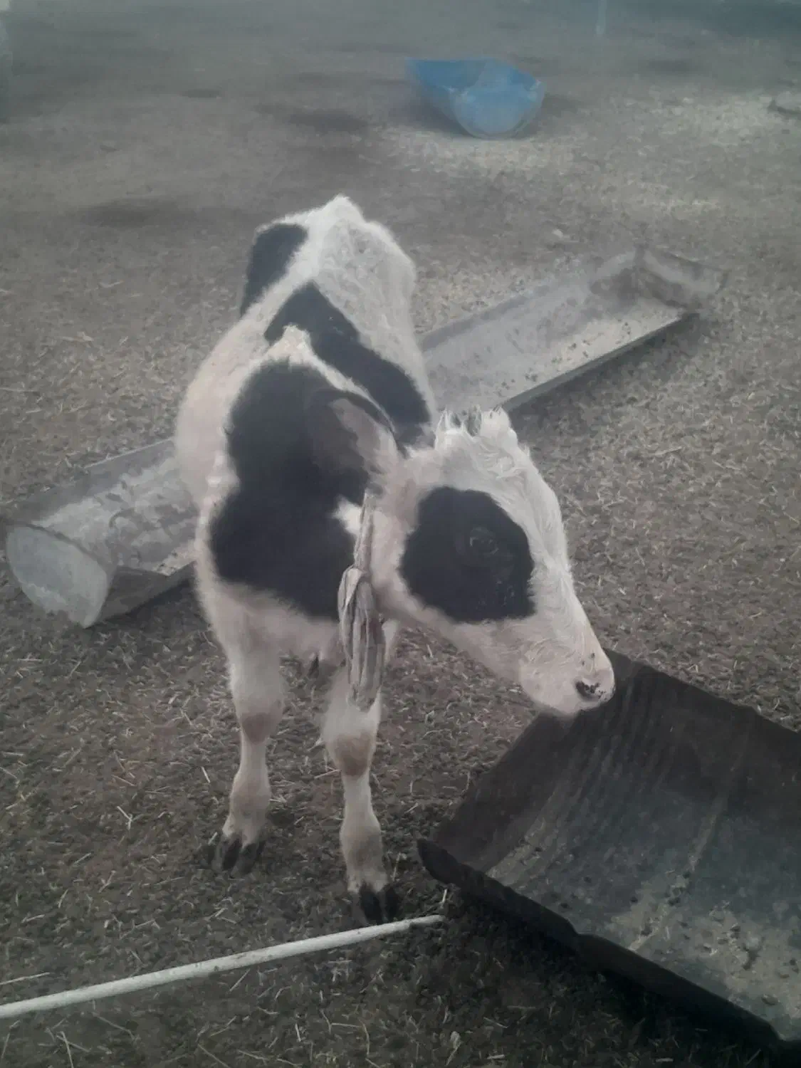 گوساله نر|حیوانات مزرعه|رامشیر, |دیوار