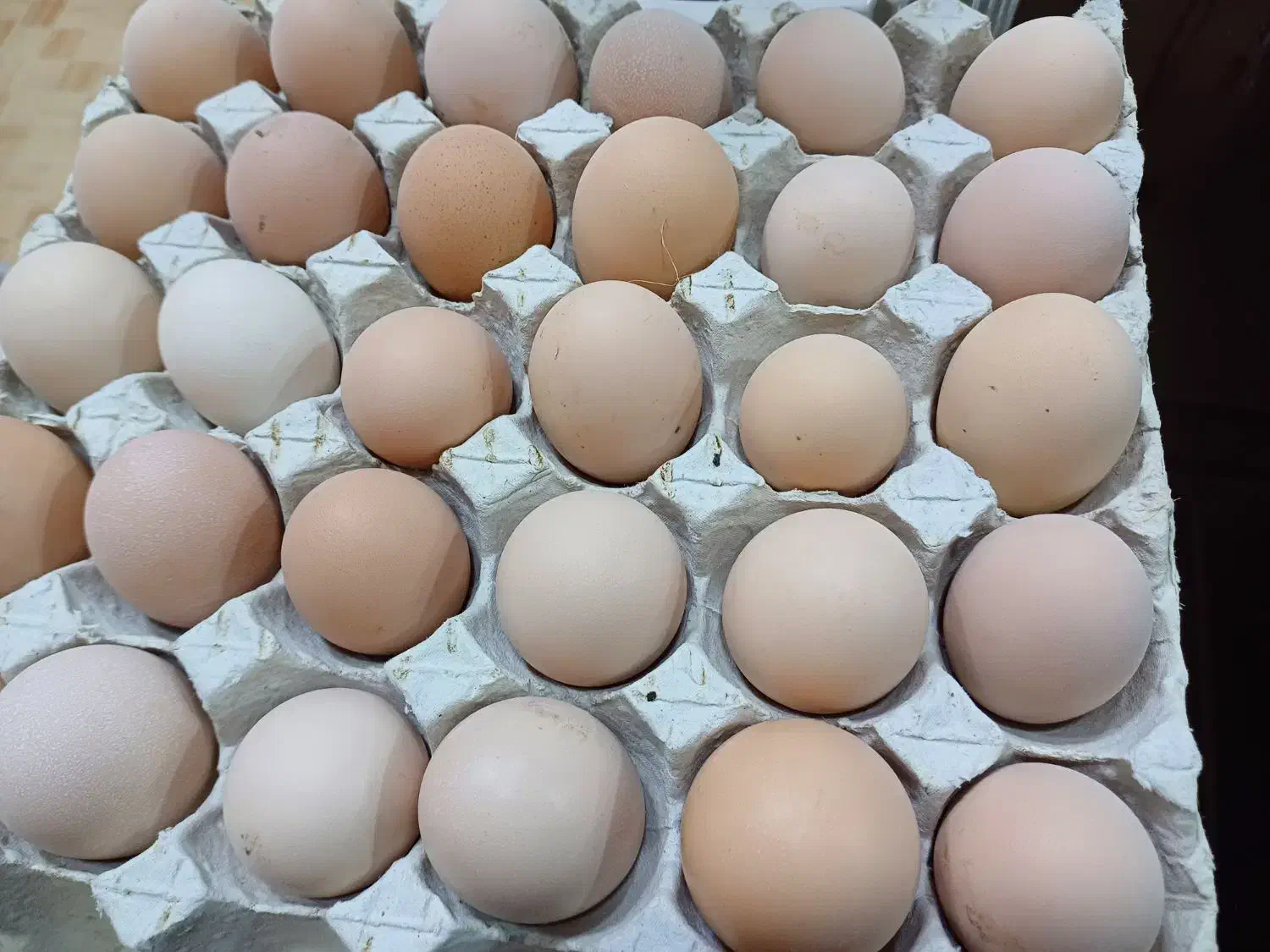 تخم مرغ نطفه دار به شرط|حیوانات مزرعه|شفت, |دیوار