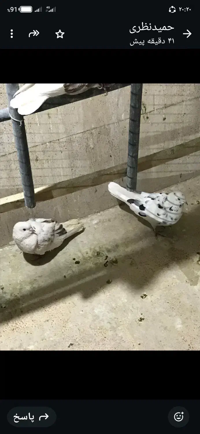 کبوتر تهرانی|پرنده|تهران, زرکش|دیوار