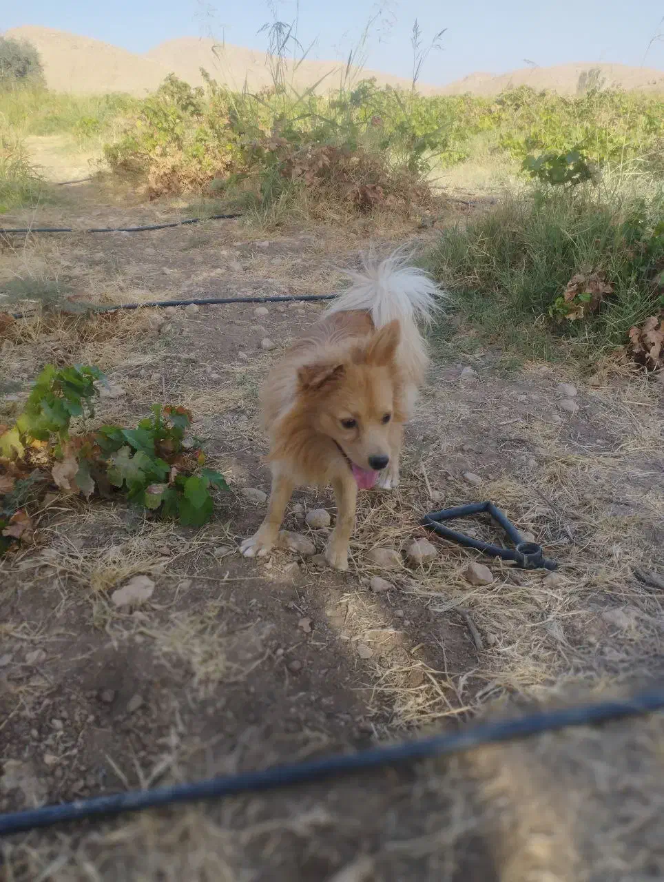 سگ موکا جذاب|سگ|سرپل ذهاب, |دیوار