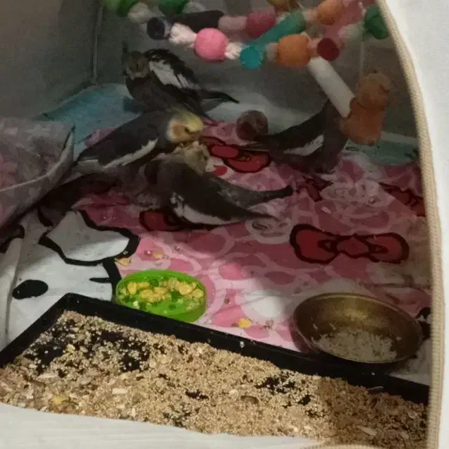 عروس هلندی مولد|پرنده|تهران, تهرانسر غربی|دیوار