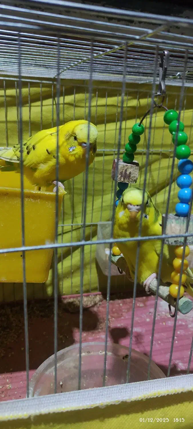 مرغ عشق هلندی با تمام وسایل|پرنده|شیراز, رکن‌آباد|دیوار