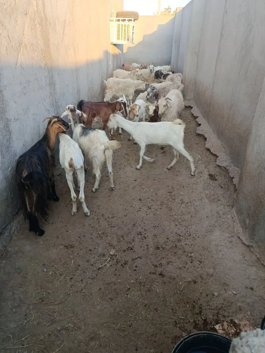 فروش گوسفند|حیوانات مزرعه|بیکاه, |دیوار