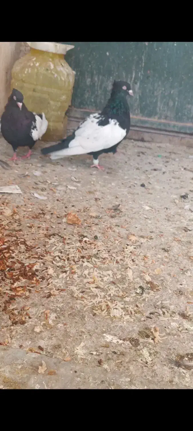 سینه سیاه چنگ سفید|پرنده|شیراز, رکن‌آباد|دیوار