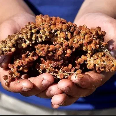 فروش سماق|خوردنی و آشامیدنی|بانه, |دیوار