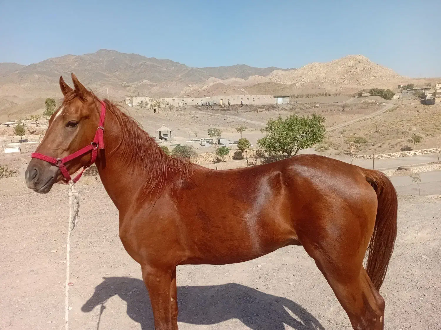 اسب|اسب و تجهیزات اسب‌سواری|سبزوار, کراب|دیوار