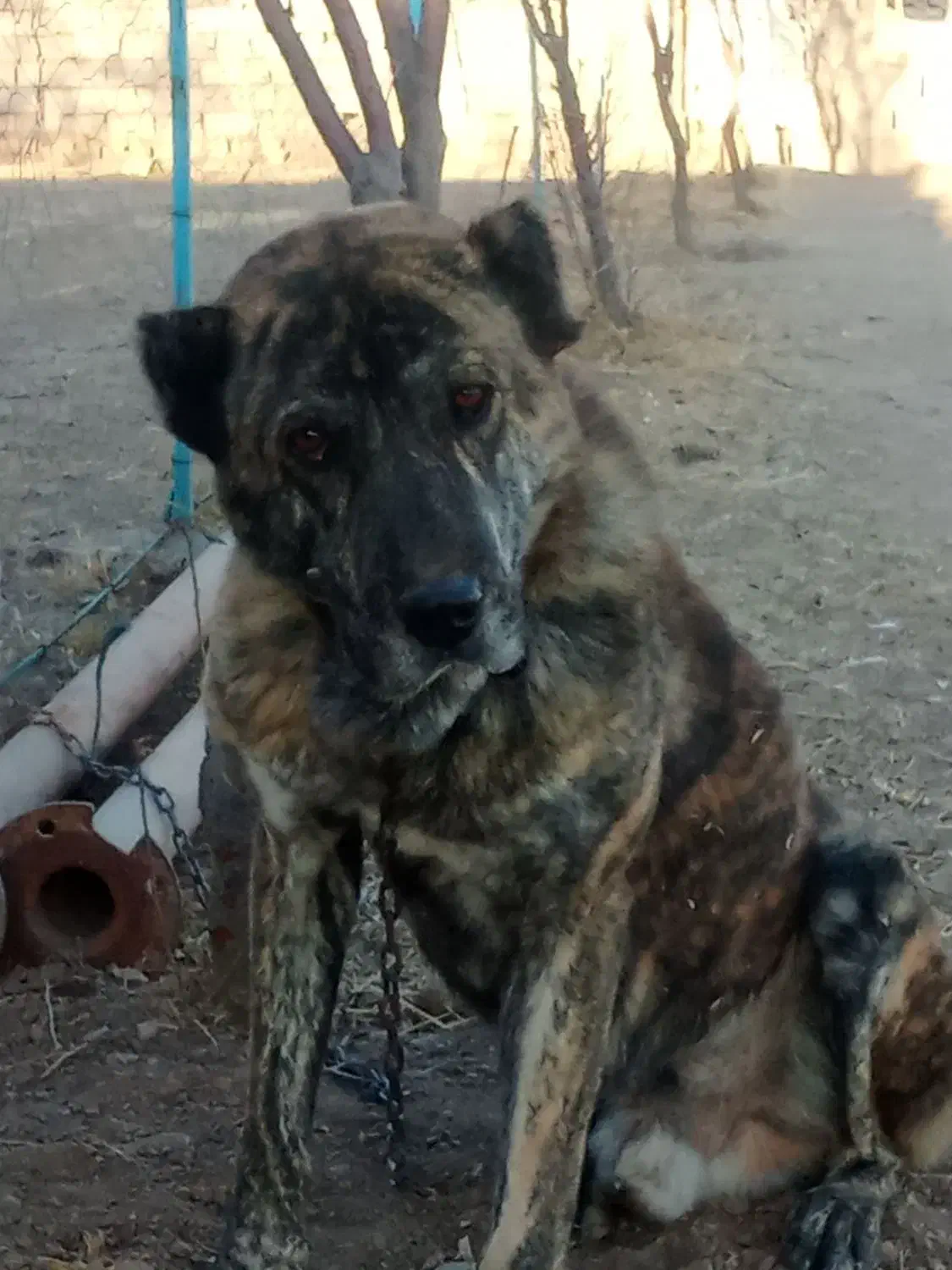 سگ گله|سگ|باخزر, |دیوار