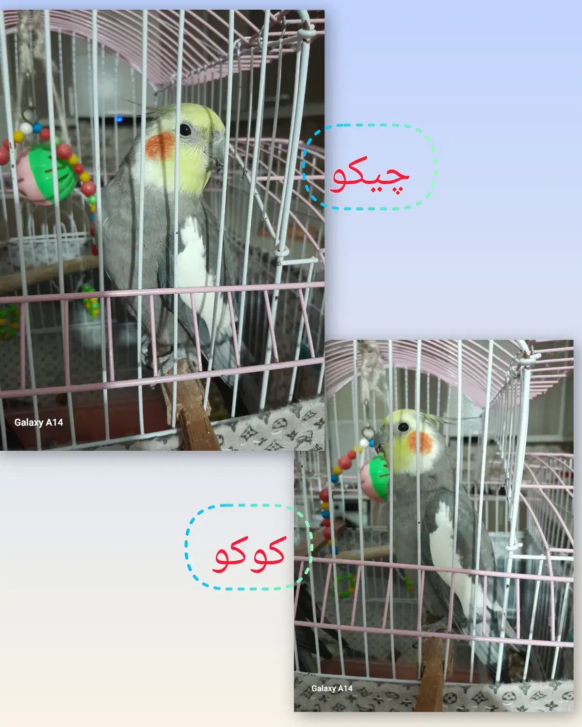 طوطی دونه ای ۸۰۰|پرنده|شفت, |دیوار