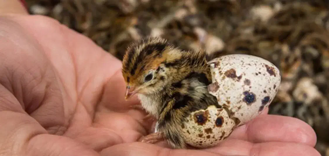 پرورش ماکیان آشیانه سپید|حیوانات مزرعه|مشهد, چهاربرج|دیوار