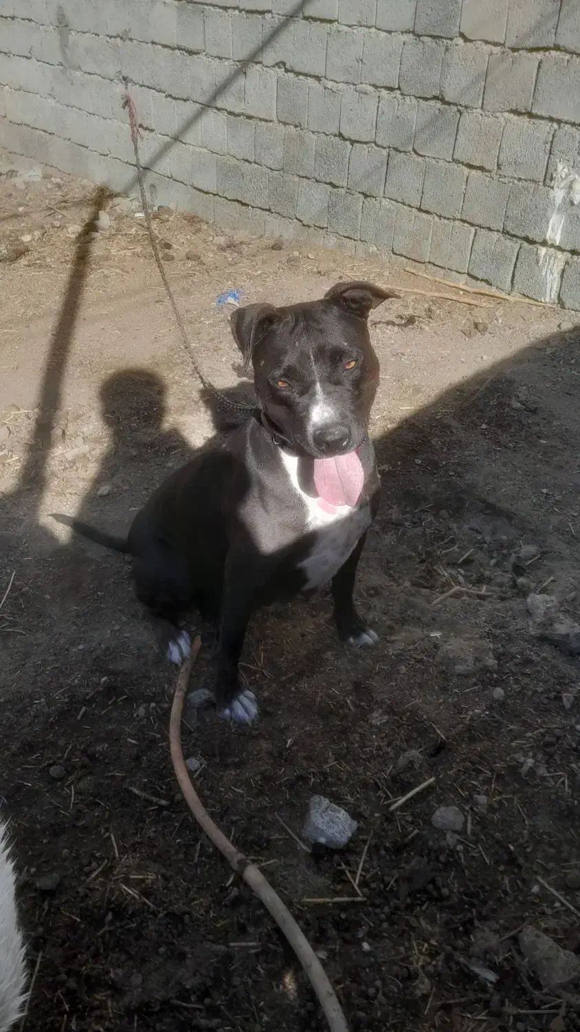 سگ پیتبول اصل|سگ|نقده, |دیوار