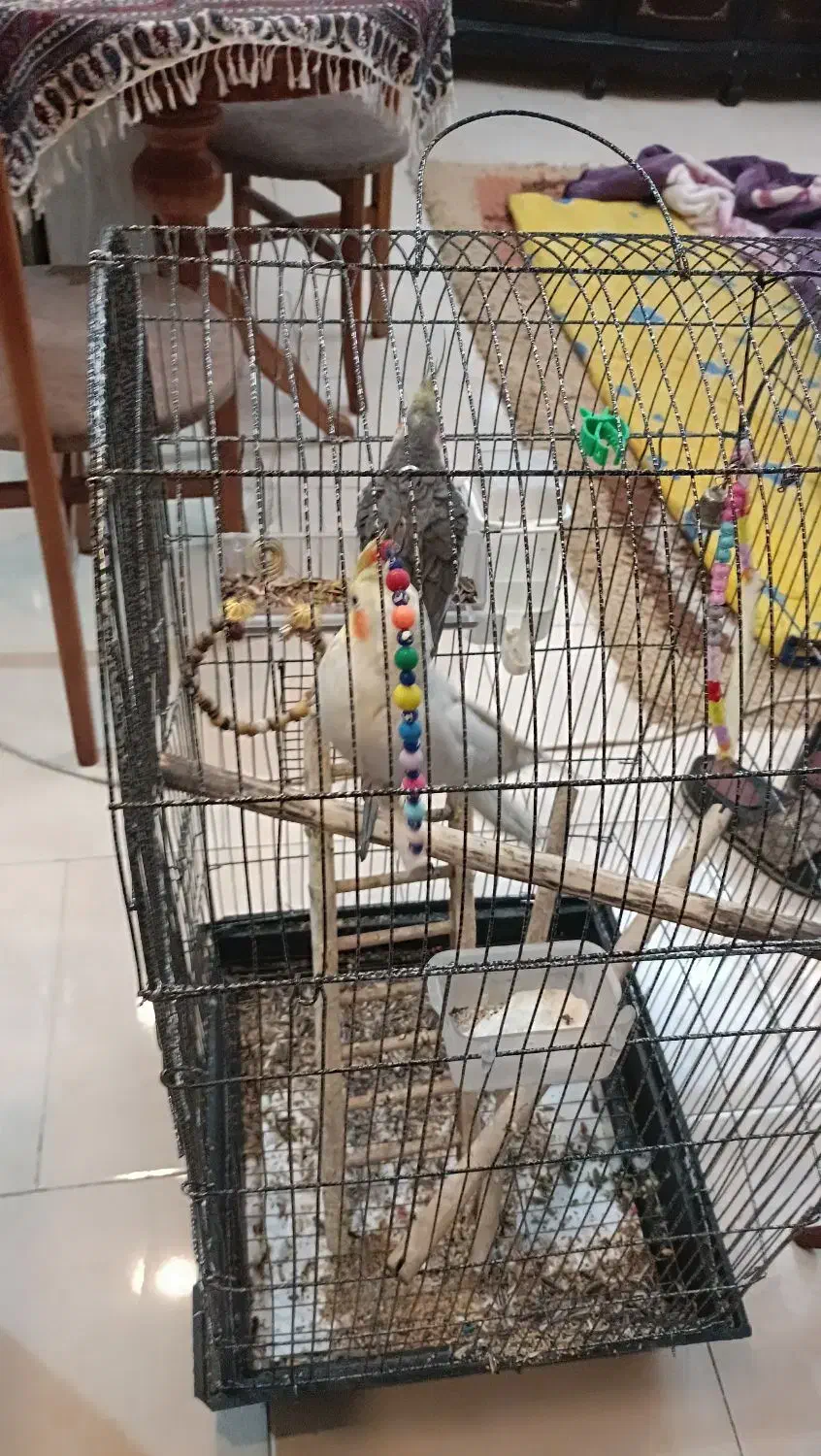 عروس هلندی|پرنده|فردیس, شهرک ناز|دیوار