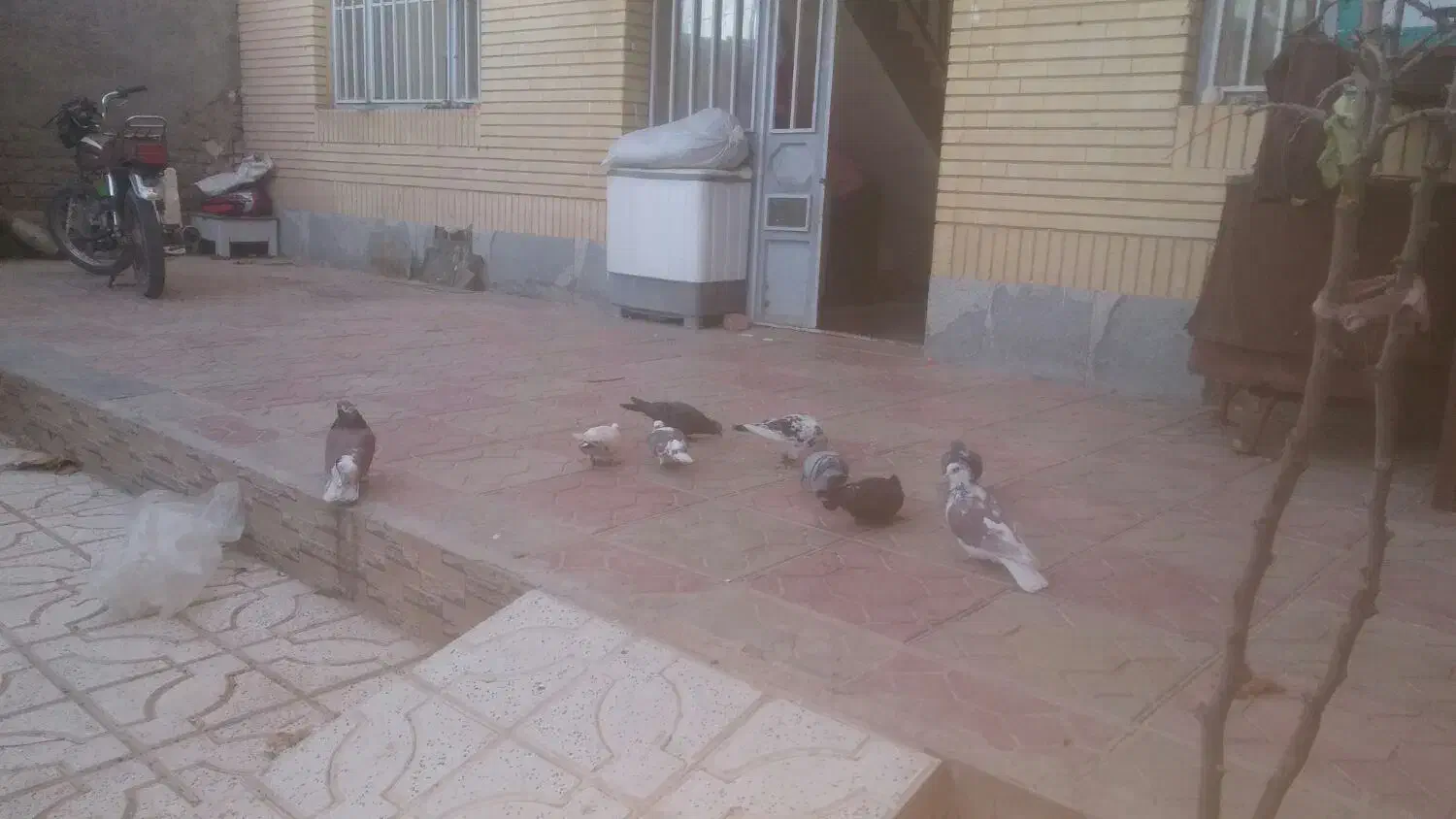 پرنده|پرنده|سربیشه, |دیوار