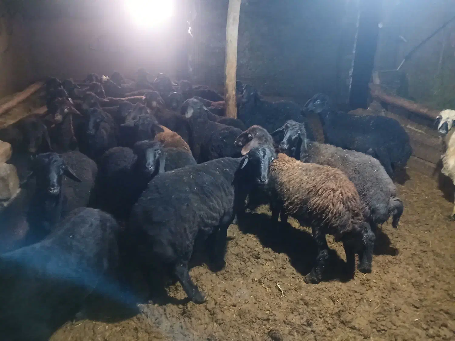 ۳۳راس بره پروری|حیوانات مزرعه|هشترود, |دیوار