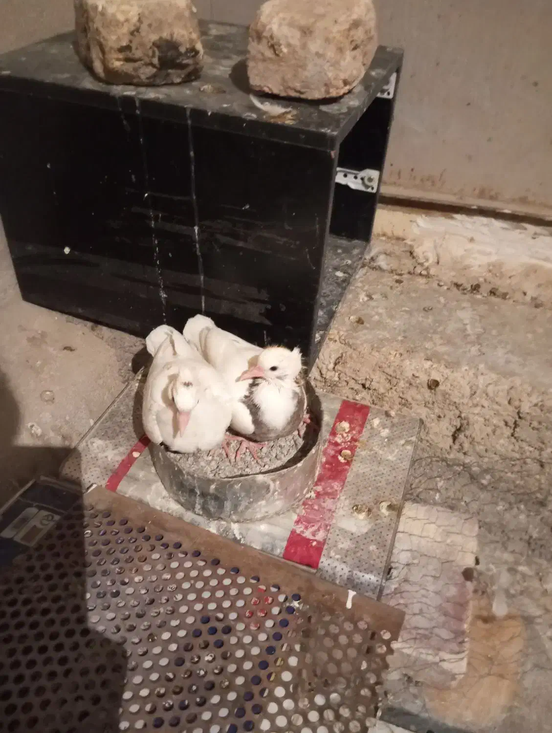 کبوتر|پرنده|ایلام, |دیوار