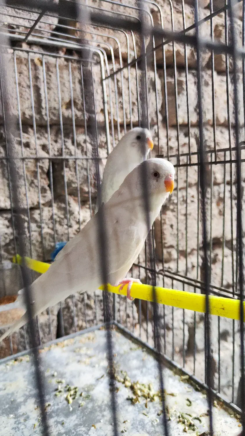 مرغ عشق البینو|پرنده|فردوس (خراسان), |دیوار