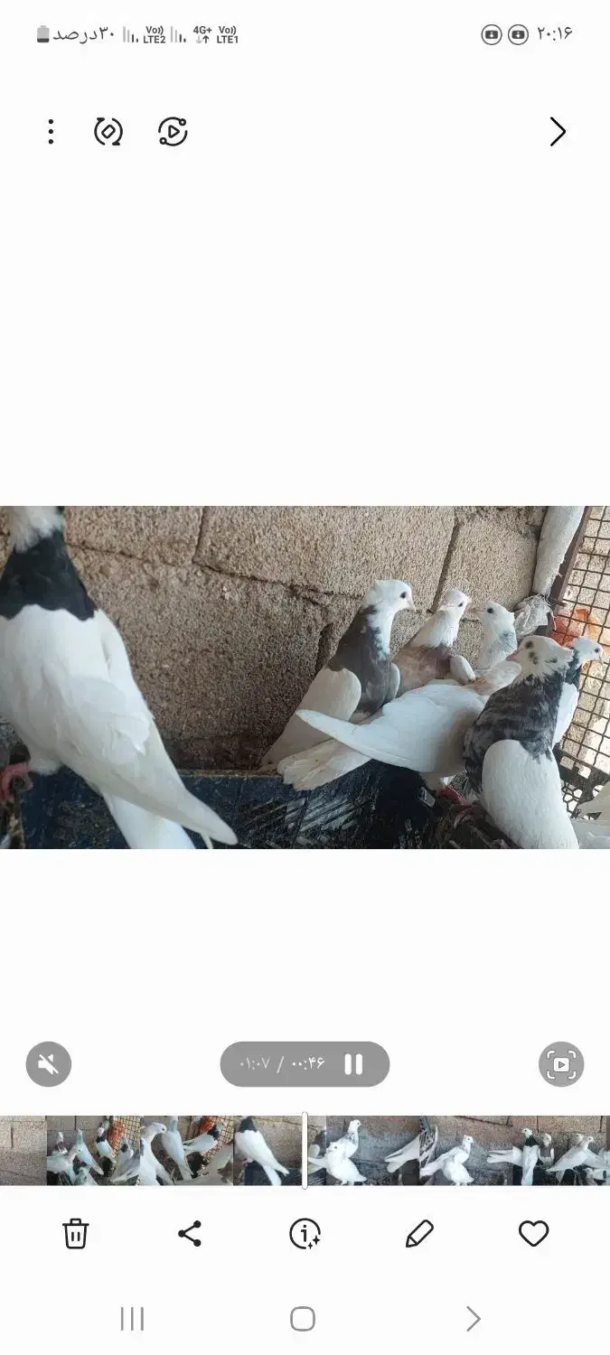 طوقی|پرنده|شوشتر, |دیوار