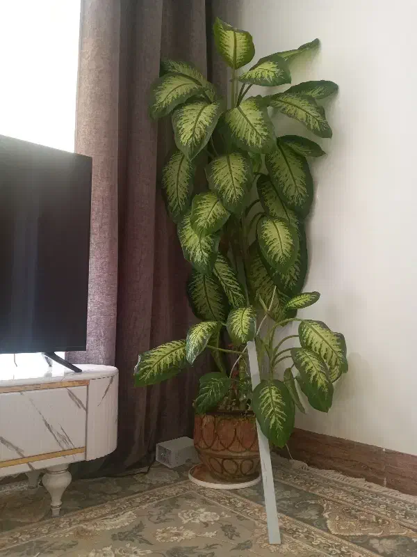 دیفن آپارتمانی سالم وخوشگل|گل و گیاه طبیعی|زاغه, |دیوار