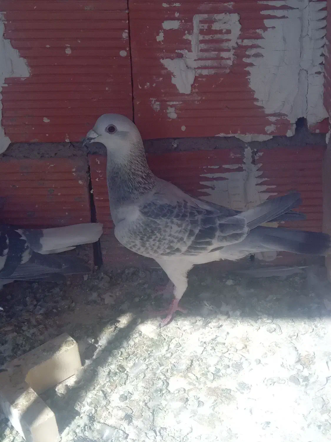 نر بدرنگ کلاغ کرمونی اصل|پرنده|کرمان, |دیوار