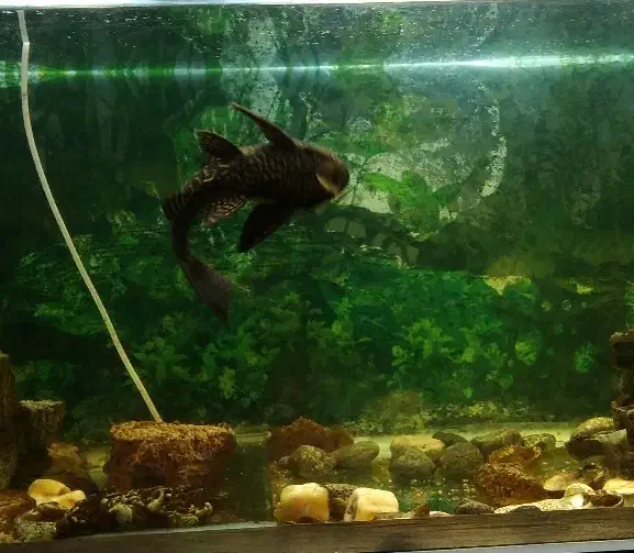 ماهی لجن خوار پلنگی ـ طول ۲۰ تا ۲۵ سانت|ماهی|شیروان (خراسان), |دیوار