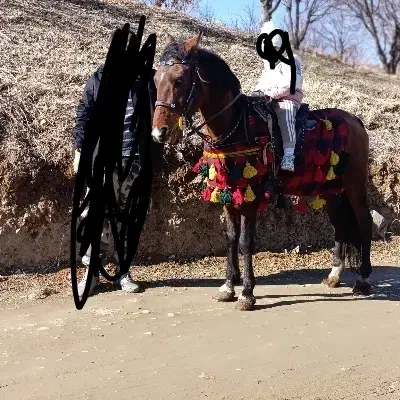 جل کردی اسب|اسب و تجهیزات اسب‌سواری|سنندج, |دیوار