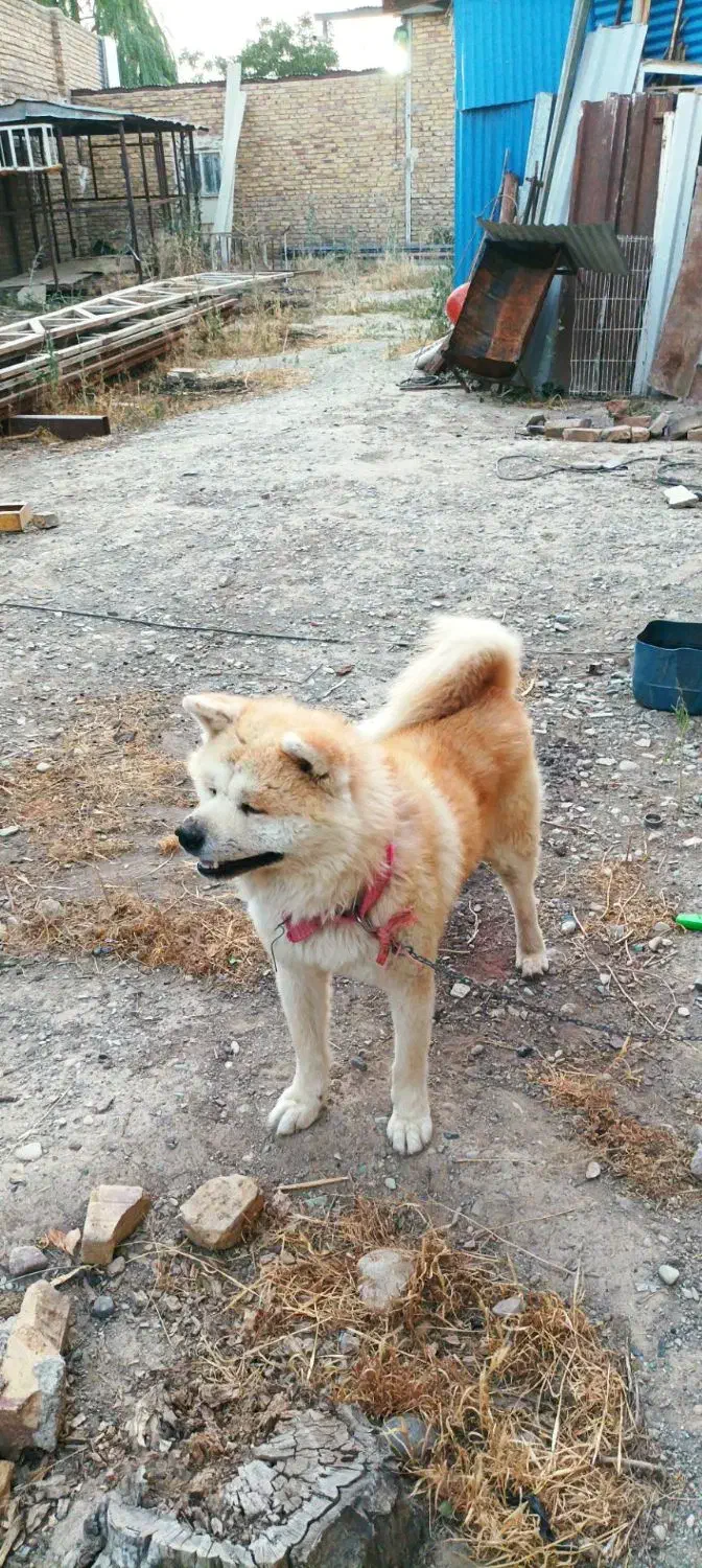 سگ آکیتا|سگ|مشکیندشت, |دیوار