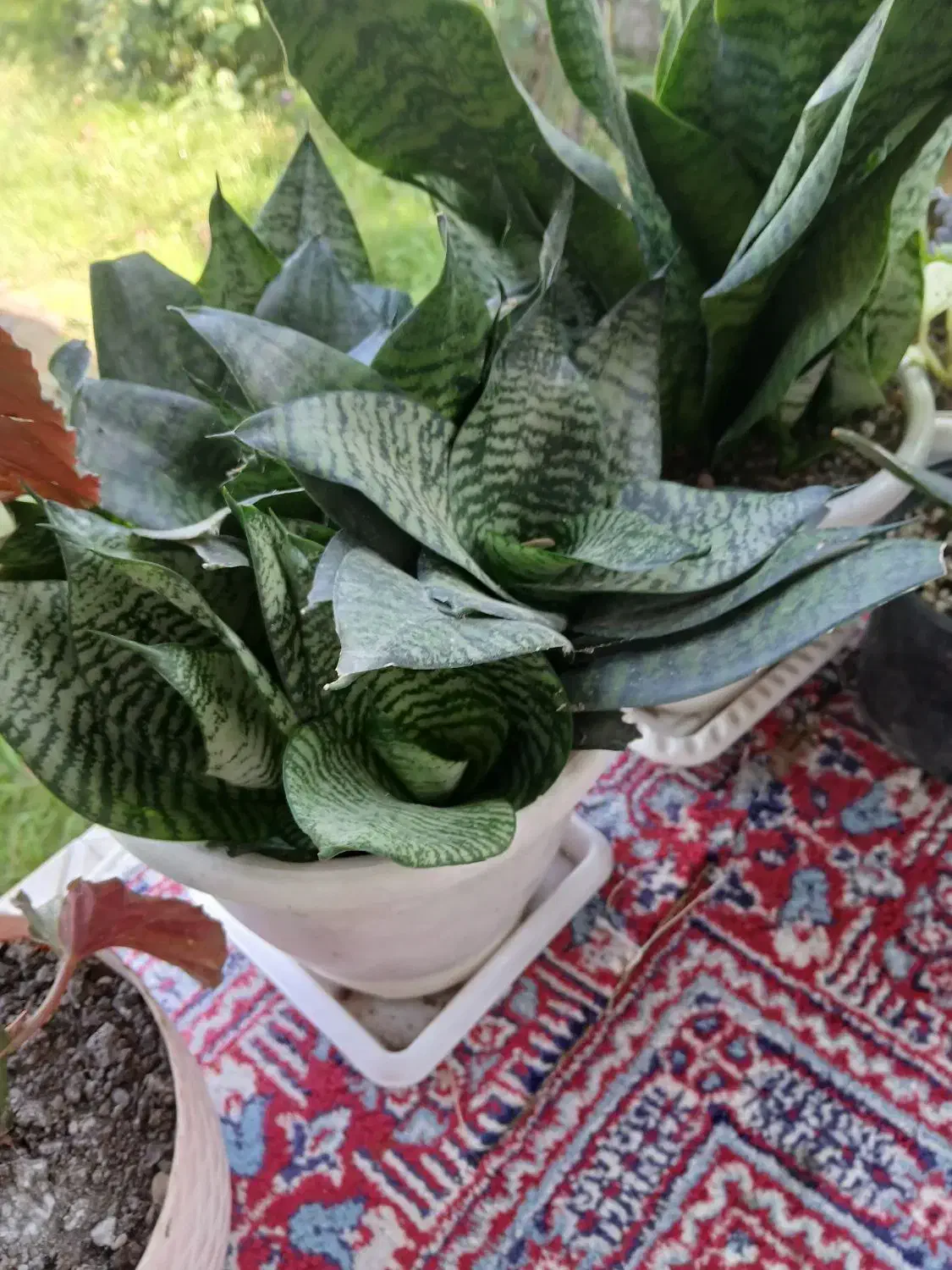 گل سانسوریا مهتابی سبز پاکوتاه متوسط|گل و گیاه طبیعی|سنگر, |دیوار