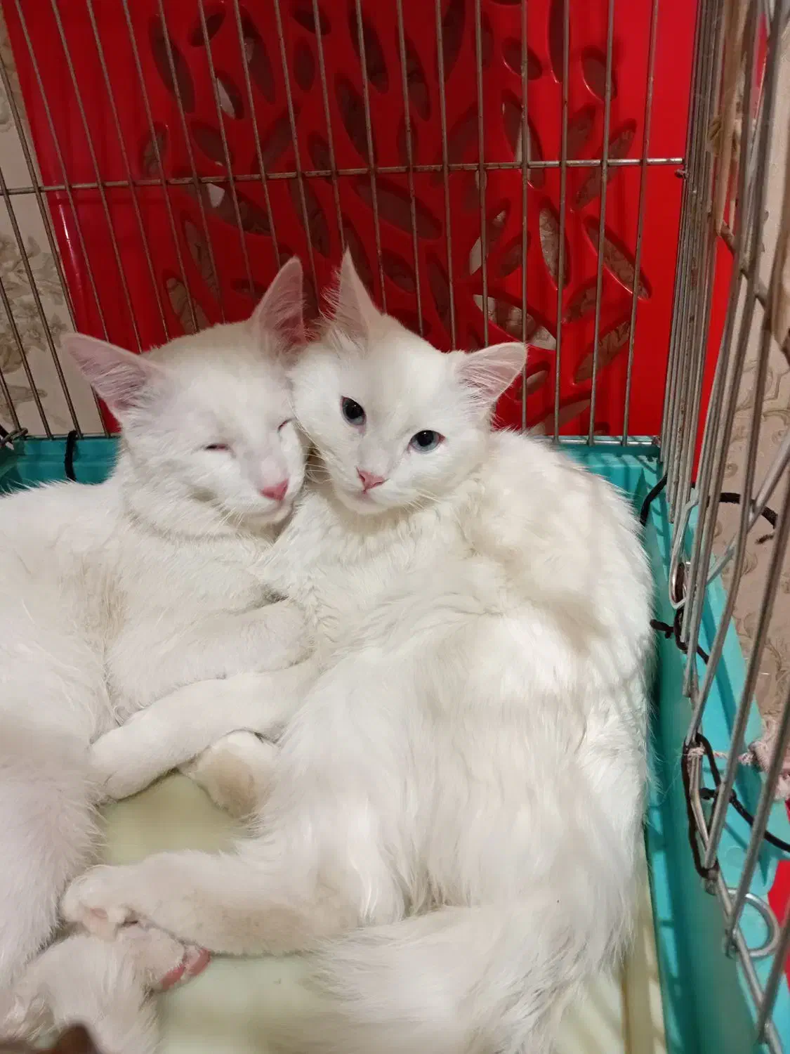 گربه پرشین وان|گربه|تبریز, |دیوار