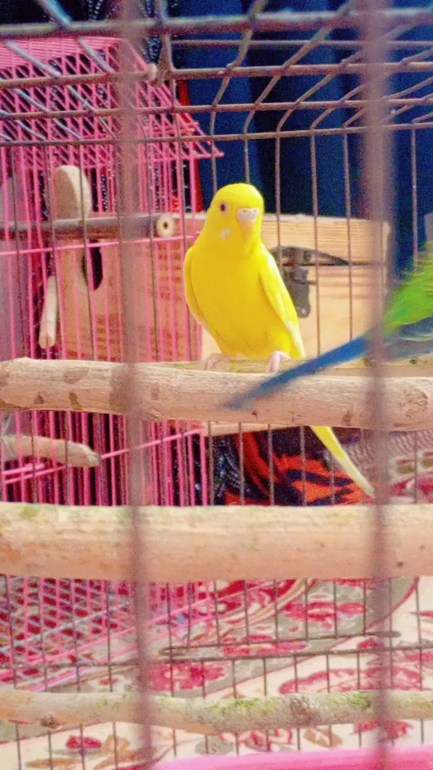 مرغ عشق هلندی|پرنده|اندیمشک, |دیوار