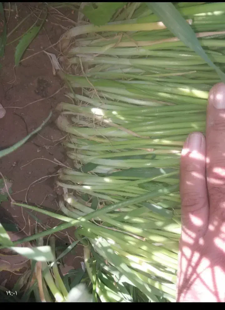 یک کیلو نهال پیاز راتا زرد|گل و گیاه طبیعی|حور, |دیوار