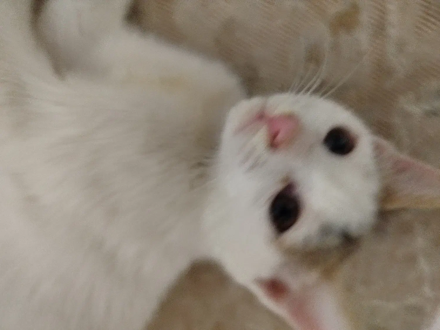 بچه گربه سه ماهه سفید|گربه|زابل, |دیوار