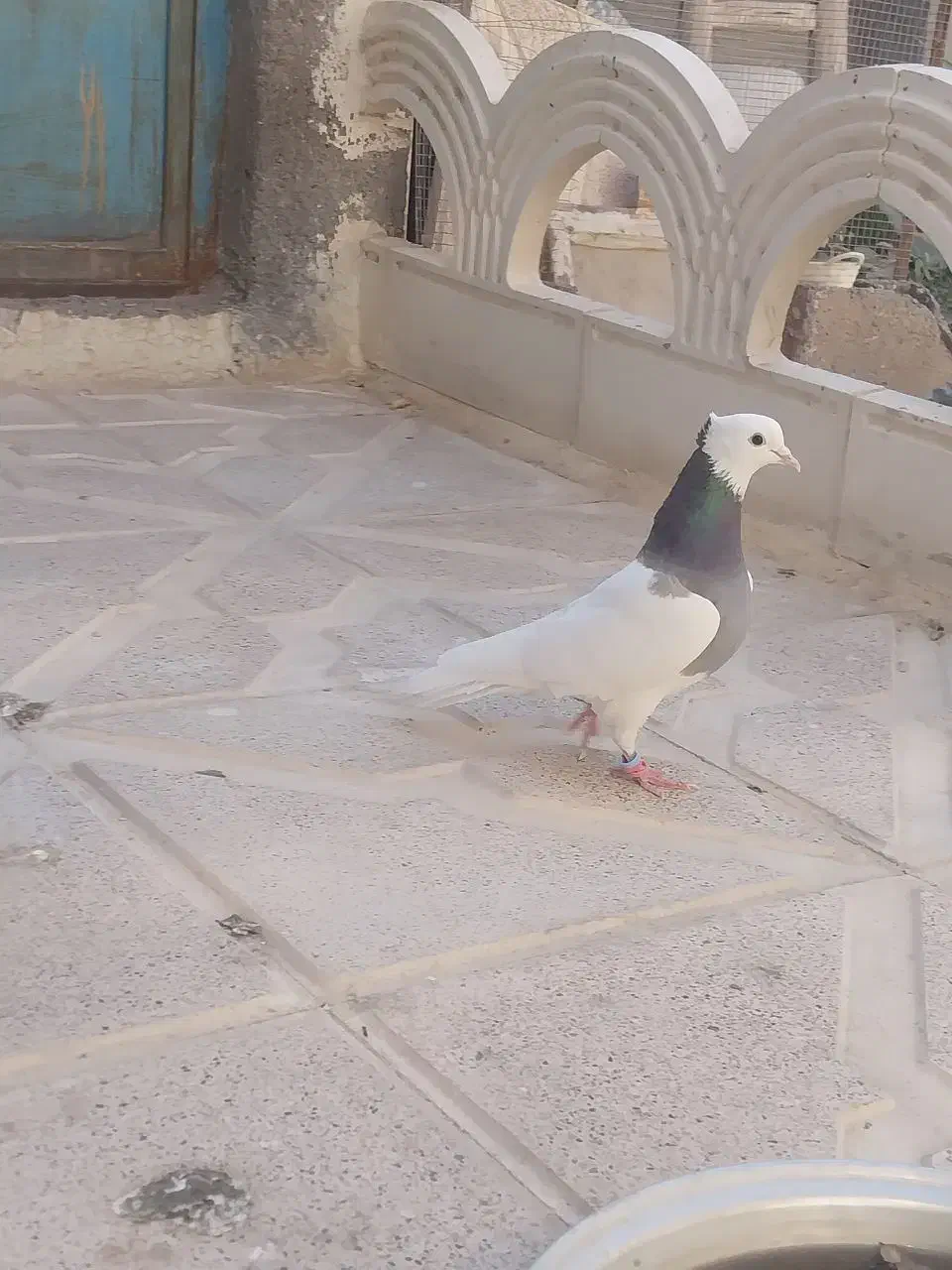 کفتر طوقی نر|پرنده|ملکآباد, |دیوار