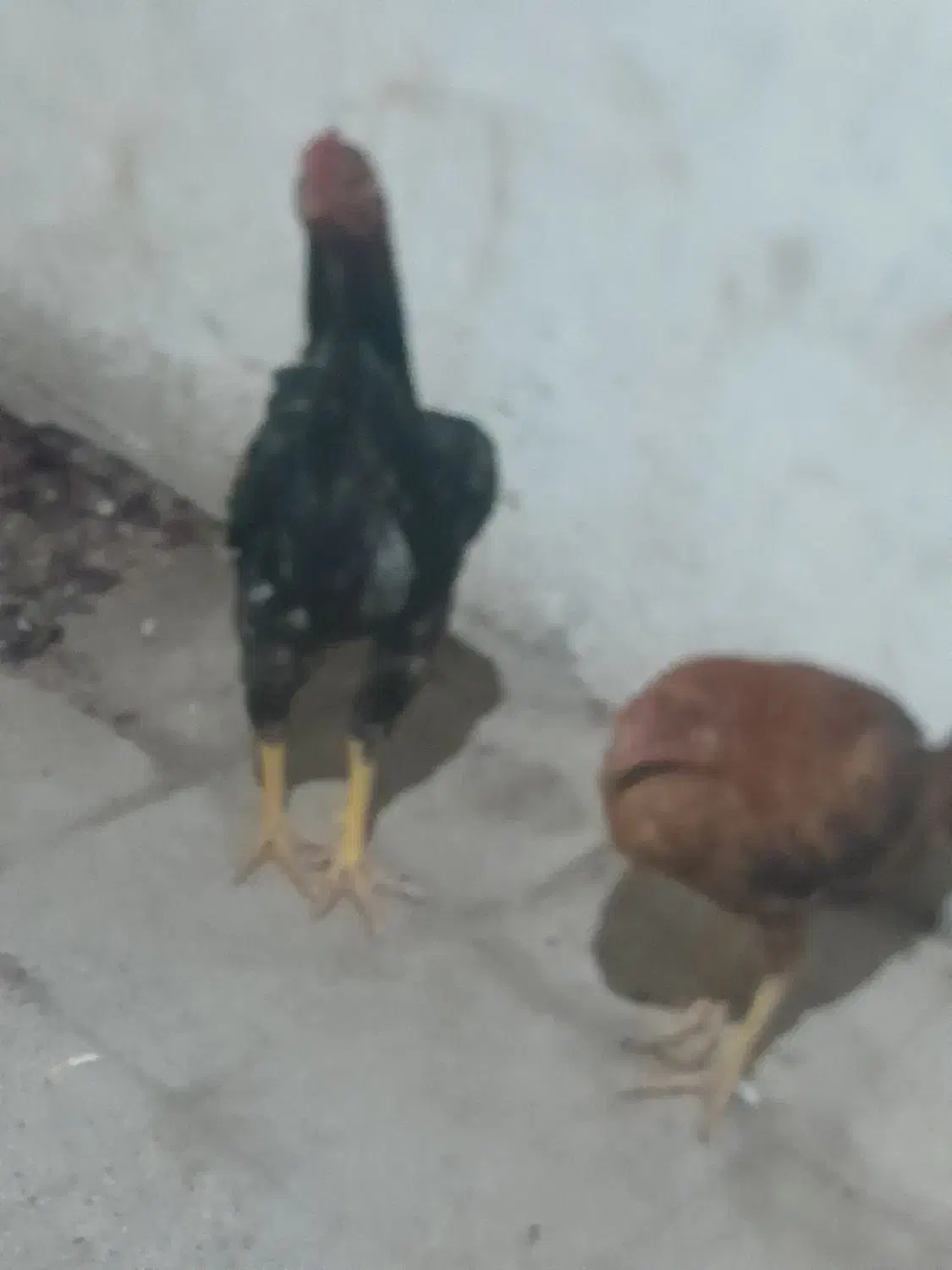 خروس ومرغ لاری|حیوانات مزرعه|تبریز, |دیوار