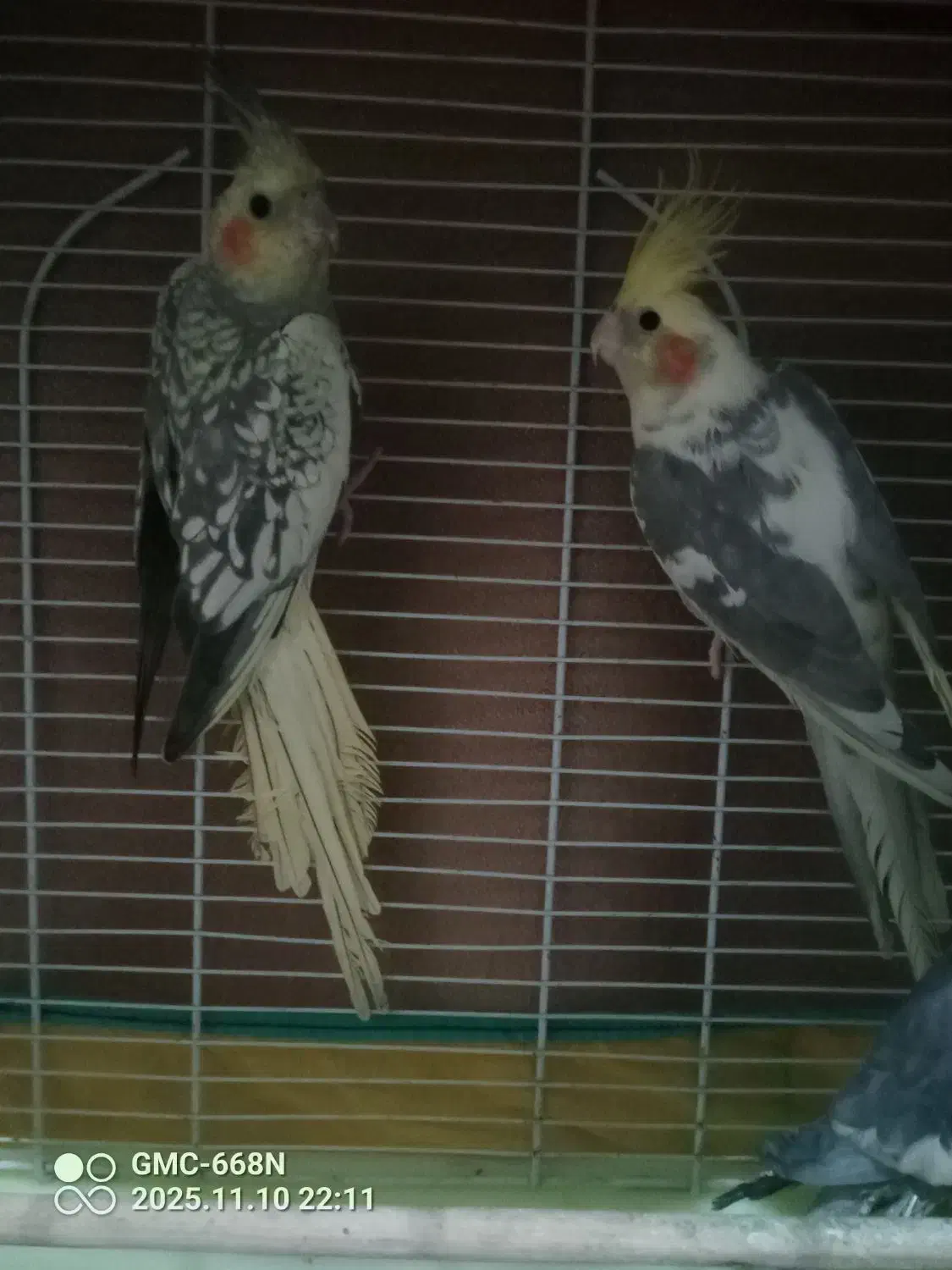 عروس هلندی|پرنده|سیاهکل, |دیوار