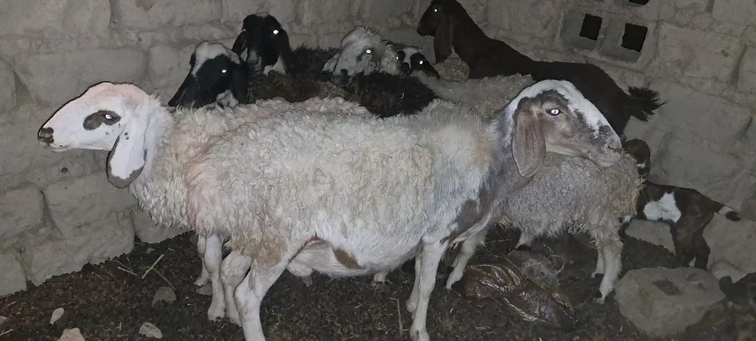 گوسفند وبره فروشی|حیوانات مزرعه|زابل, |دیوار