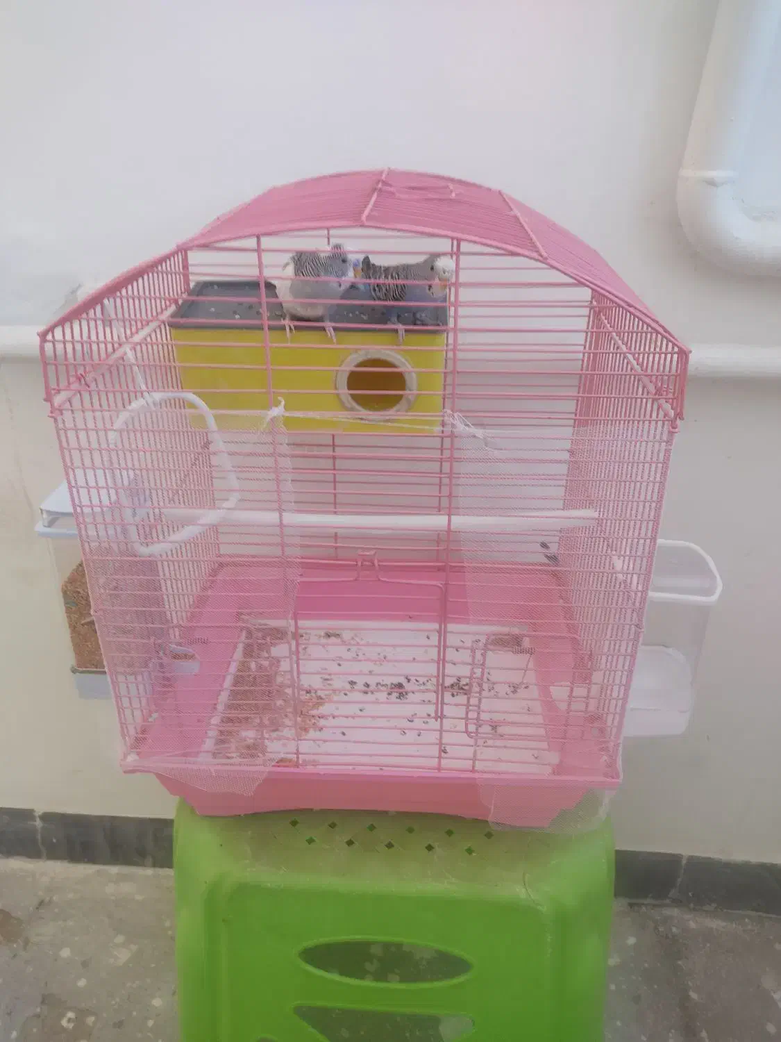 دو عدد مرغ عشق همراه با قفس|پرنده|بوکان, |دیوار