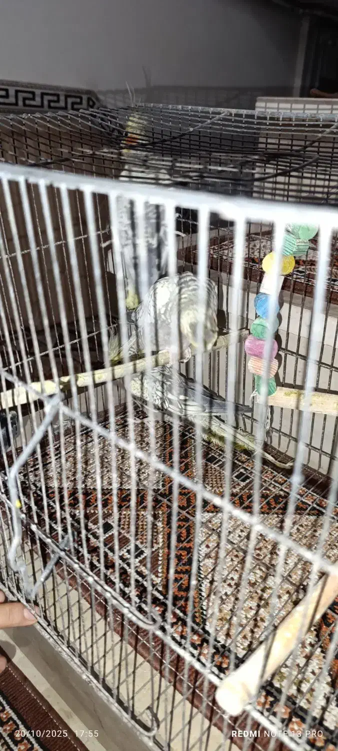 عروس هلندی|پرنده|نسیمشهر, |دیوار