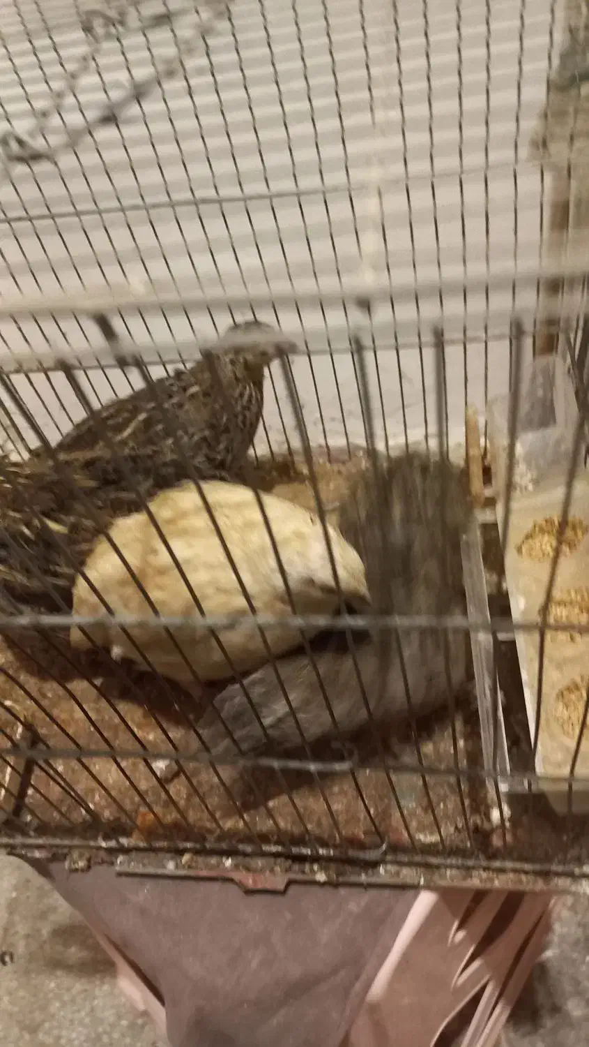 بلدرچین تخمگذار|حیوانات مزرعه|اردبیل, |دیوار