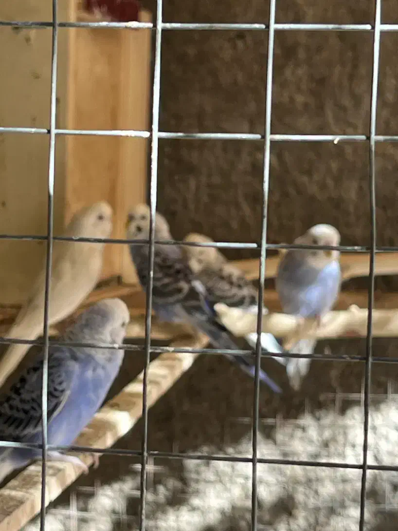 مرغ عشق|پرنده|زاهدان, |دیوار