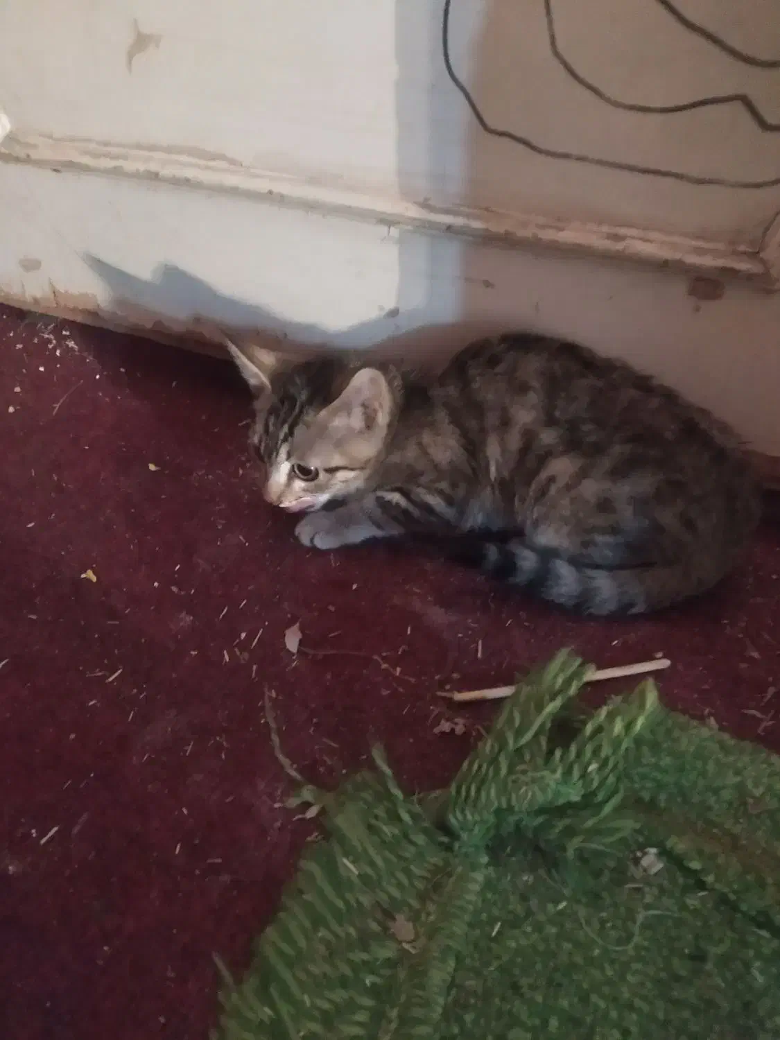 واگذاری گربه|گربه|بجنورد, |دیوار