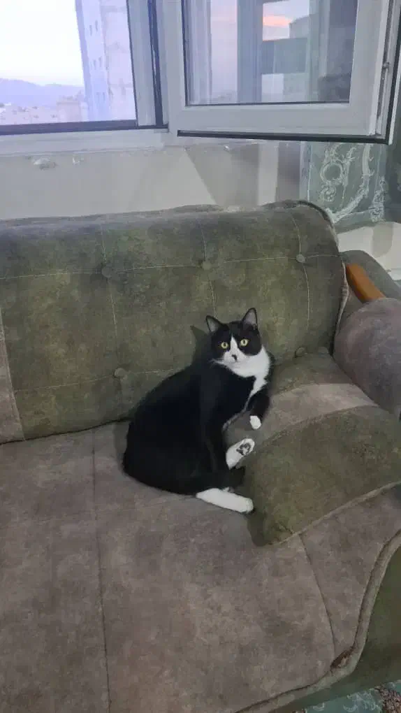 گربه آپارتمانی|گربه|مراغه, |دیوار