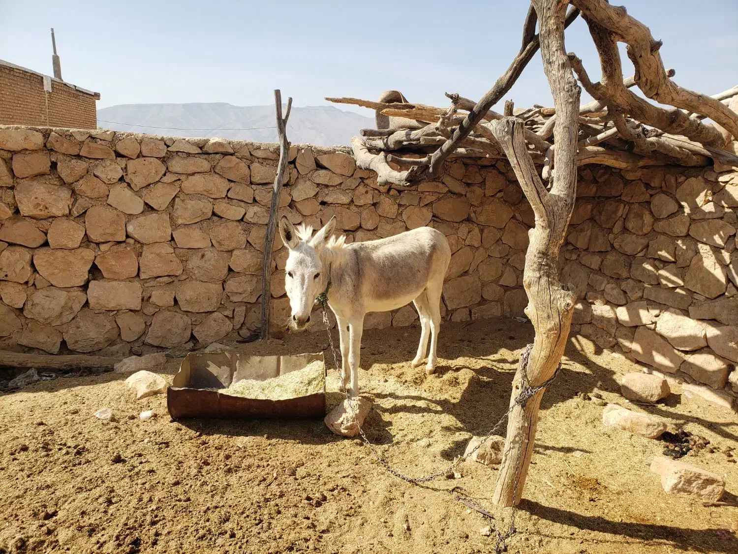 الاغ بارکش نر|حیوانات مزرعه|فیروزآباد (فارس), |دیوار