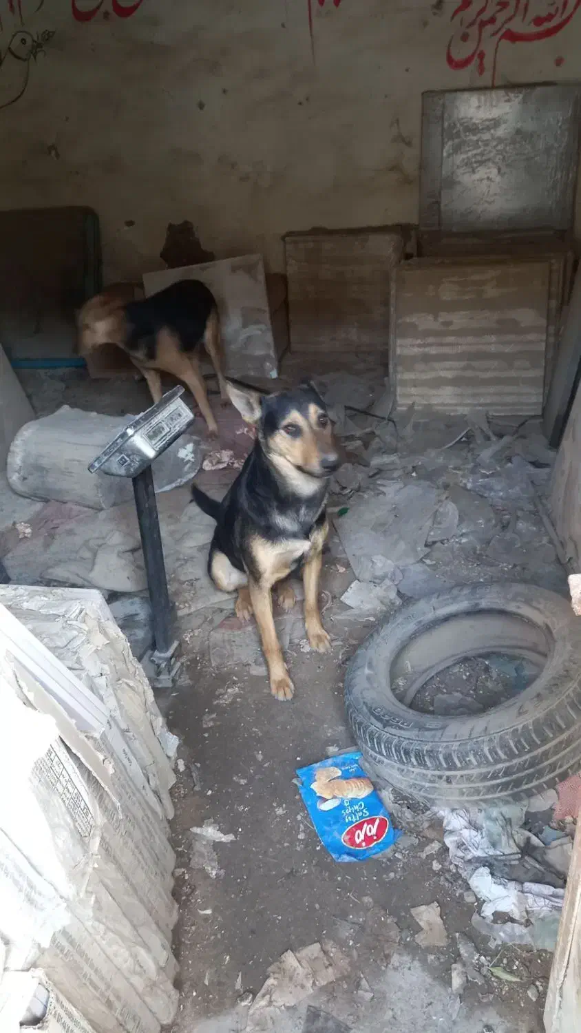 سگ نگهبان|سگ|اهواز, فدک|دیوار