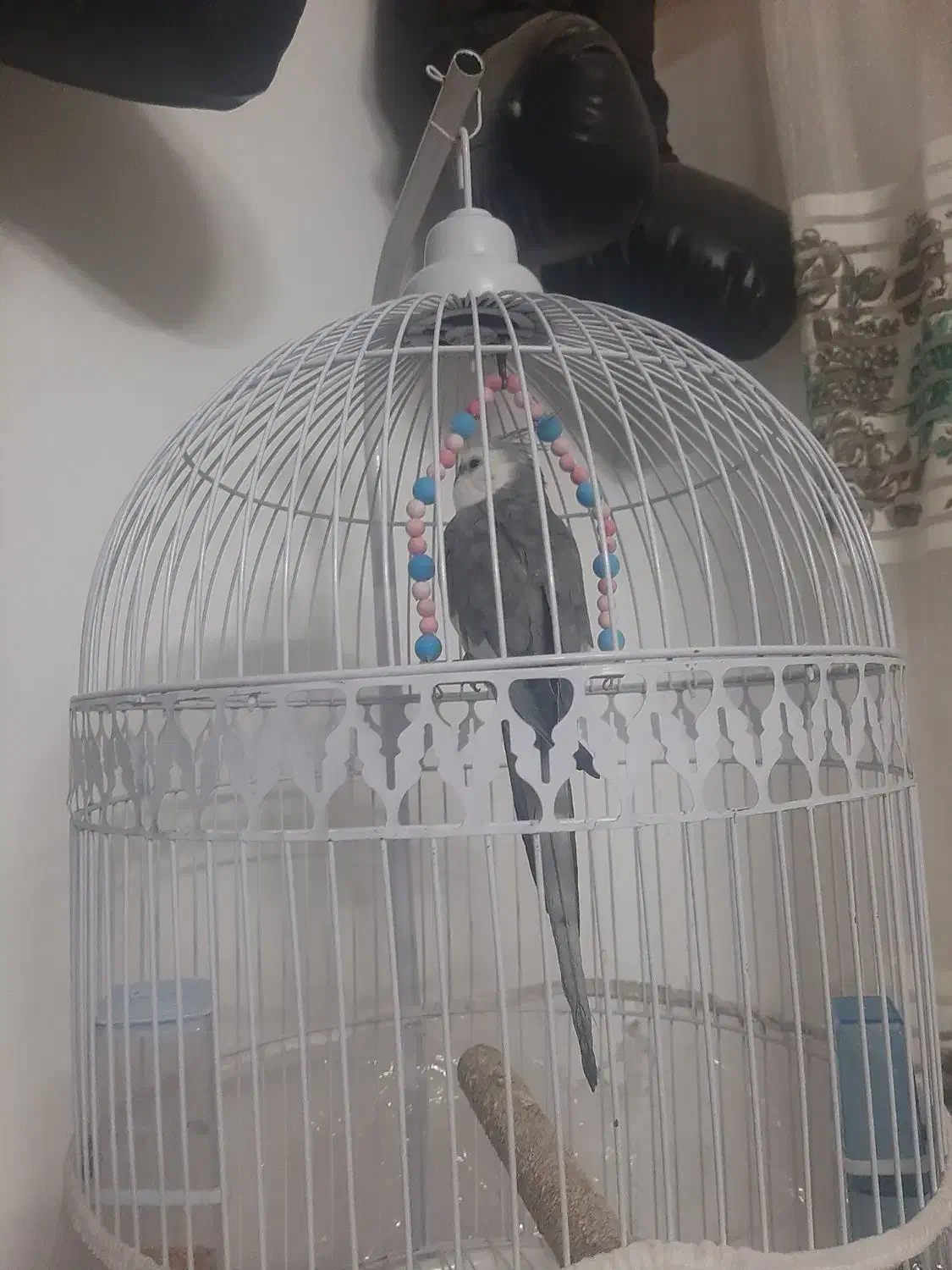 عروس هلندی گمشده|پرنده|مشهد, چهارچشمه|دیوار