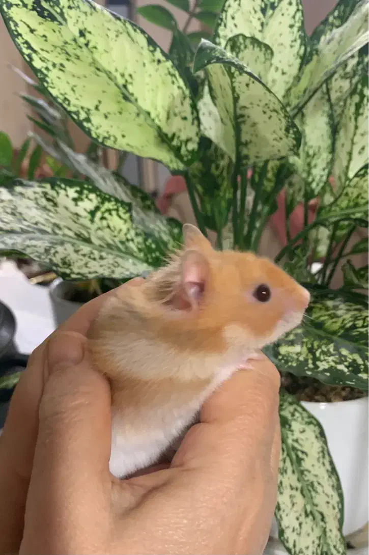 همستر مادر|موش و خرگوش|بوشهر, |دیوار