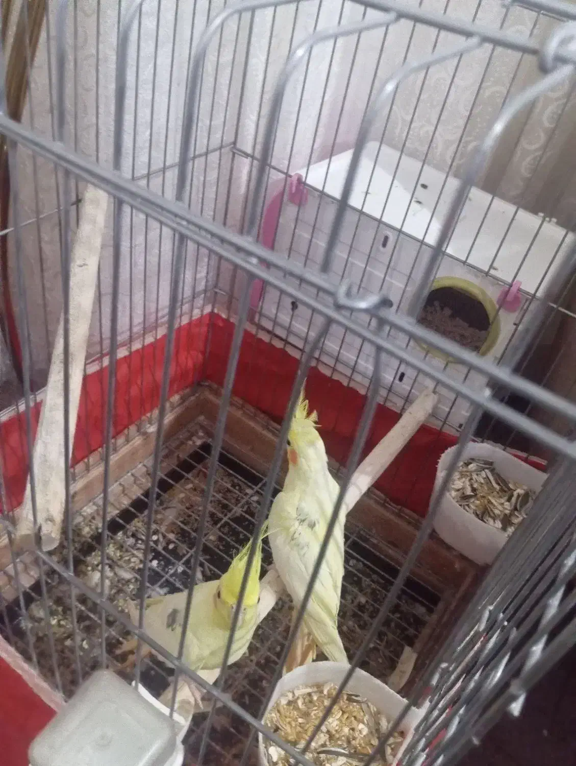 عروس هلندی سروحال پروانی|پرنده|نقده, |دیوار