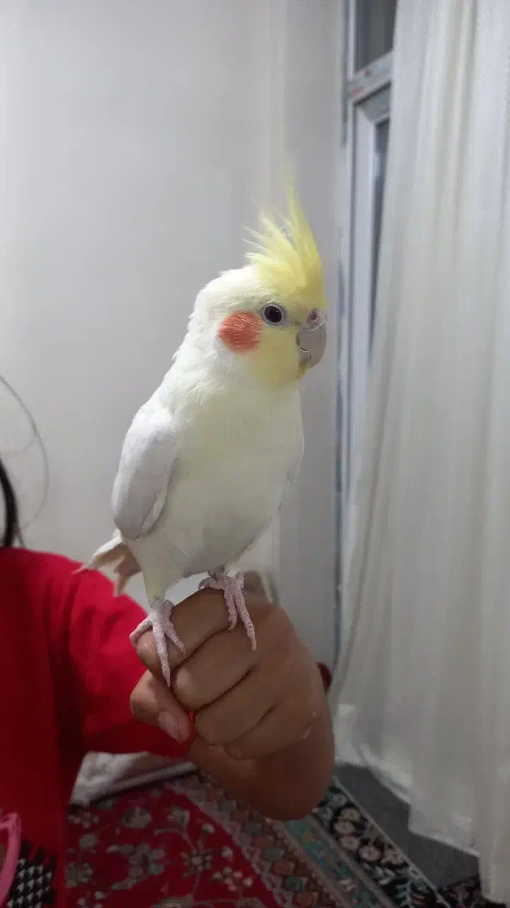 عروس هلندی لوتینو نر|پرنده|تهران, زرکش|دیوار