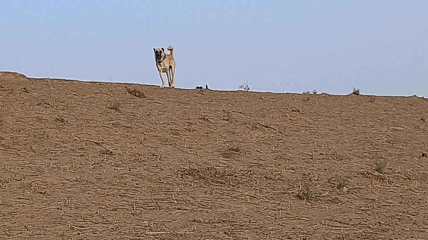 واگذاری سگ همه چی تموم|سگ|صالح آباد (خراسان), |دیوار