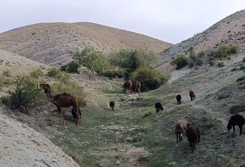 بچه شتر و بزغاله|حیوانات مزرعه|دماوند, دماوند|دیوار